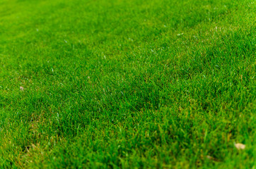 Background of the green grass. Selective focus