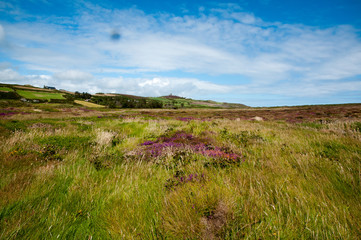 Wild heather in West Cork