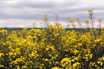 Canola field, landscape on a background of clouds. Canola biofuel.