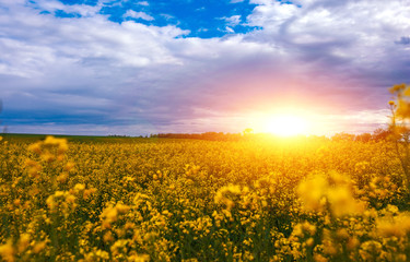 Obraz premium Canola field, landscape at sunset. Canola biofuel.