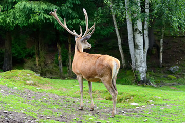 Deer in forest