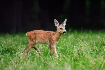 Printed kitchen splashbacks Roe Baby roe deer on summer meadow