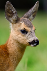 Baby roe deer on summer meadow
