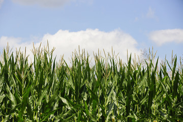 Indiana corn growing under summer skies.