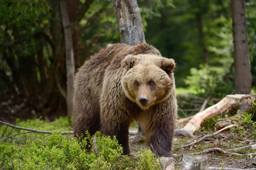 Obraz premium Big brown bear in the forest