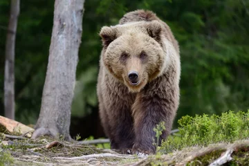 Foto op Plexiglas Big brown bear in the forest © byrdyak