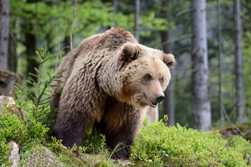 Fototapeta premium Big brown bear in the forest