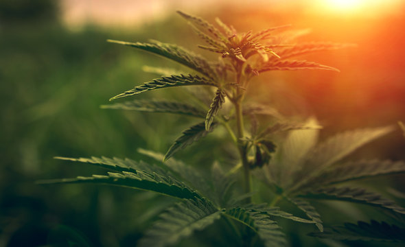  marijuana at sunset. bush cannabis.