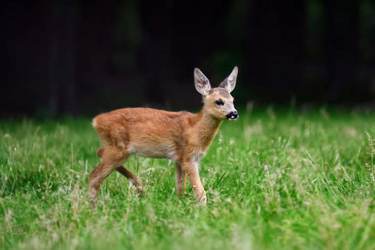 Fototapeta Baby roe deer on summer meadow