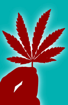  Cannabis, marijuana drug. A hemp leaf in his hand.
