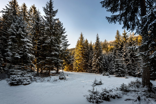 Fototapeta Winter forest in the mountains