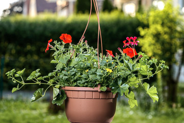 red garden geranium flowers in pot