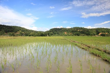 The rice field in chiang dao city , chiangmai Thailand
