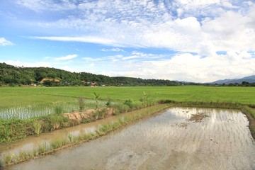 The rice field in chiang dao city , chiangmai Thailand
