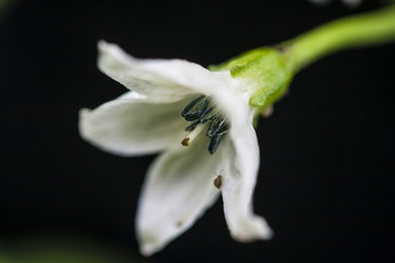 Bell Pepper Flower