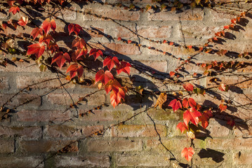 Creeper plant in a brick wall