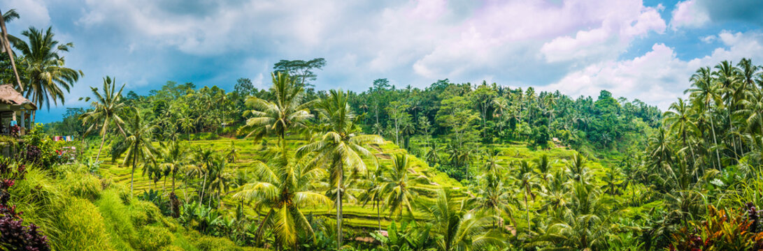 Wide shot of amazing Tegalalang Rice Terrace field covered with coconut palm trees and cloudy sky, Ubud, Bali, Indonesia