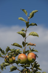 Mele da coltivazione biologica naturale