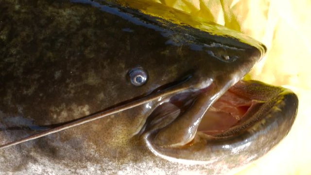 European catfish, Silurus Glanis, wels, siluro