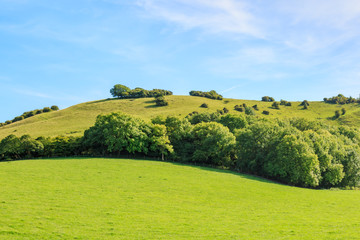 Sussex Landscape