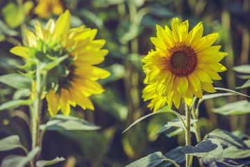 Two blooming sunflowers with out of focus natural background.