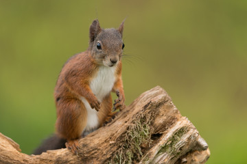 Eurasian red squirrel, Sciurus vulgaris