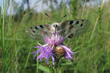Apollo butterfly (Parnassius Apollo), with large white wings and pattern of red and black spots, sitting on pink flower agains green grass background.