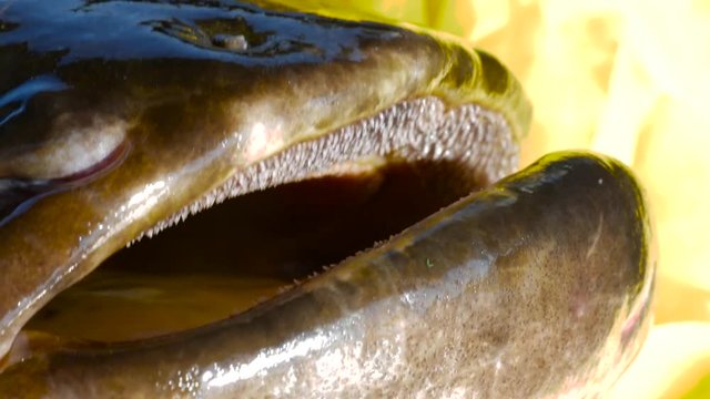 Mouth and teeth of european catfish, Silurus Glanis, wels, siluro