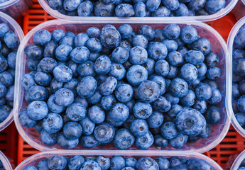 Large, fresh garden blueberry, collected in trays