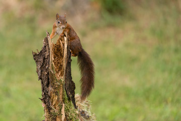 Obraz premium Eurasian red squirrel, Sciurus vulgaris