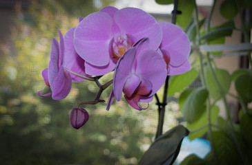 Orchideen Bl&uuml;ten