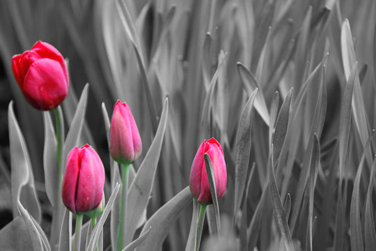 Fototapeta Pink tulips. Black and white photo