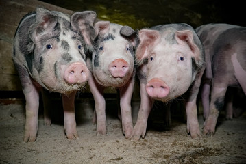 Kuriose Formation - drei Mastschweine in einem alten Schweinestall