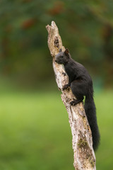 Eurasian red squirrel, Sciurus vulgaris