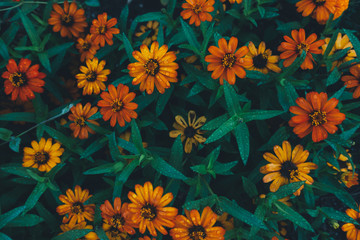Obraz premium Flower Bed With Colorful Flowers