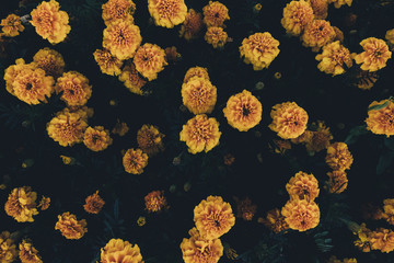 Yellow Flowers From Above