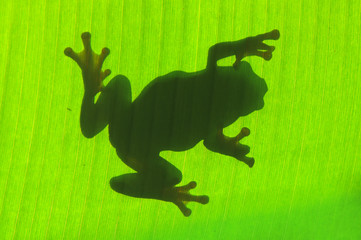 Shadow Frog