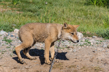 Jungwolf an der Kette