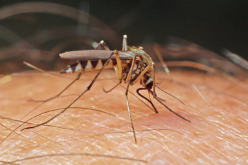 Mosquito