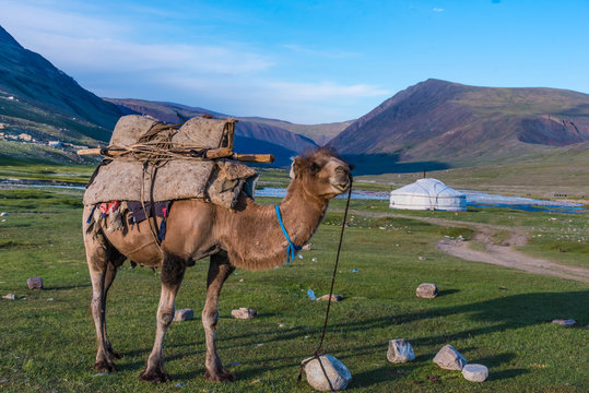 Kamel vor Ger Jurte im Altai Gebirge