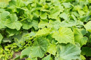 Cucumbers bushes growing in vegetable garden
