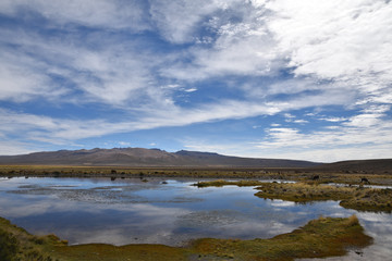 Lac de l'altiplano andin au Pérou