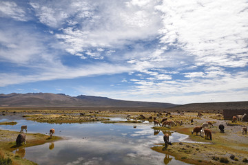 Vigognes et alpagas de l'altiplano andin au Pérou