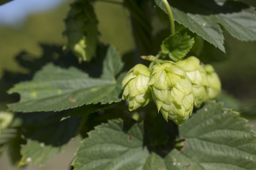 Cascade hops for making beer growing in a trellis on an Indiana farm