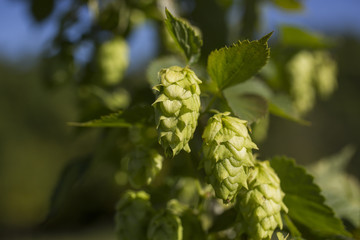 Cascade hops for making beer growing in a trellis on an Indiana farm