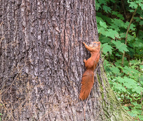 Eichhörnchen klettert mit einer Walnuss im Maul am Baum © Mattoff