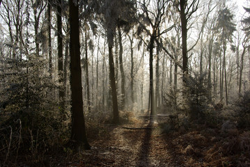 Winter sunlight in Dutch forest (Hummelo, The Netherlands)