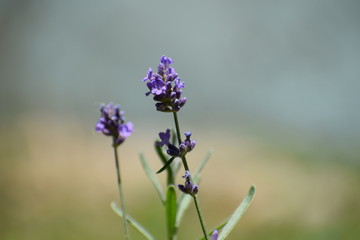 lavander