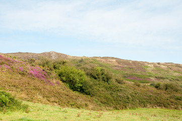 Naklejka premium Wild heather in West Cork