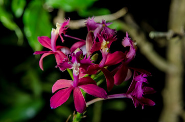 Obraz premium Lindas flores